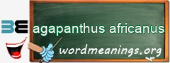 WordMeaning blackboard for agapanthus africanus